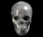 Preview: Fossil Stone Skull
